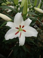 [5272 Siberia JWL No01.JPG]